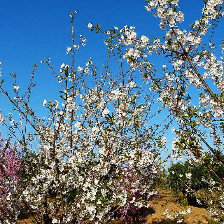 Japanische Blüten-Kirsche 'Taihaku' (Prunus serrulata)
