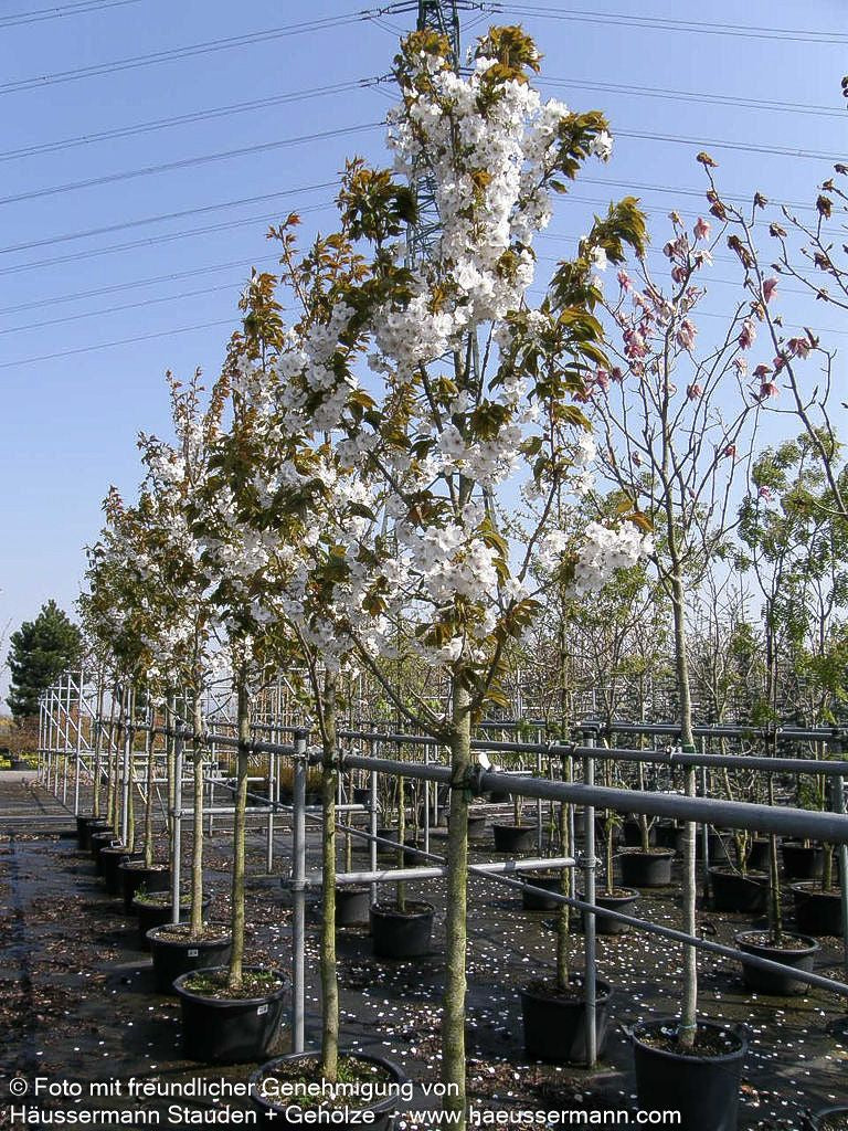 Japanische Blüten-Kirsche 'Taihaku' (Prunus serrulata)