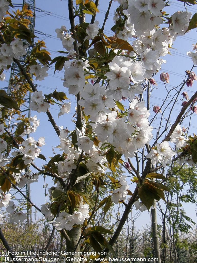 Japanische Blüten-Kirsche 'Taihaku' (Prunus serrulata)