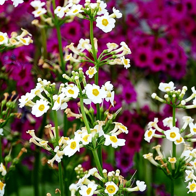 Japanische Etagen-Primel 'Alba' (Primula japonica)