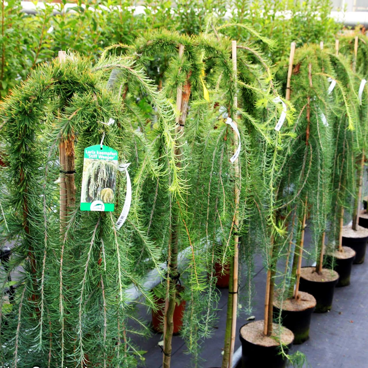Japanische Hänge-Lärche 'Stiff Weeper' (Larix kaempferi)