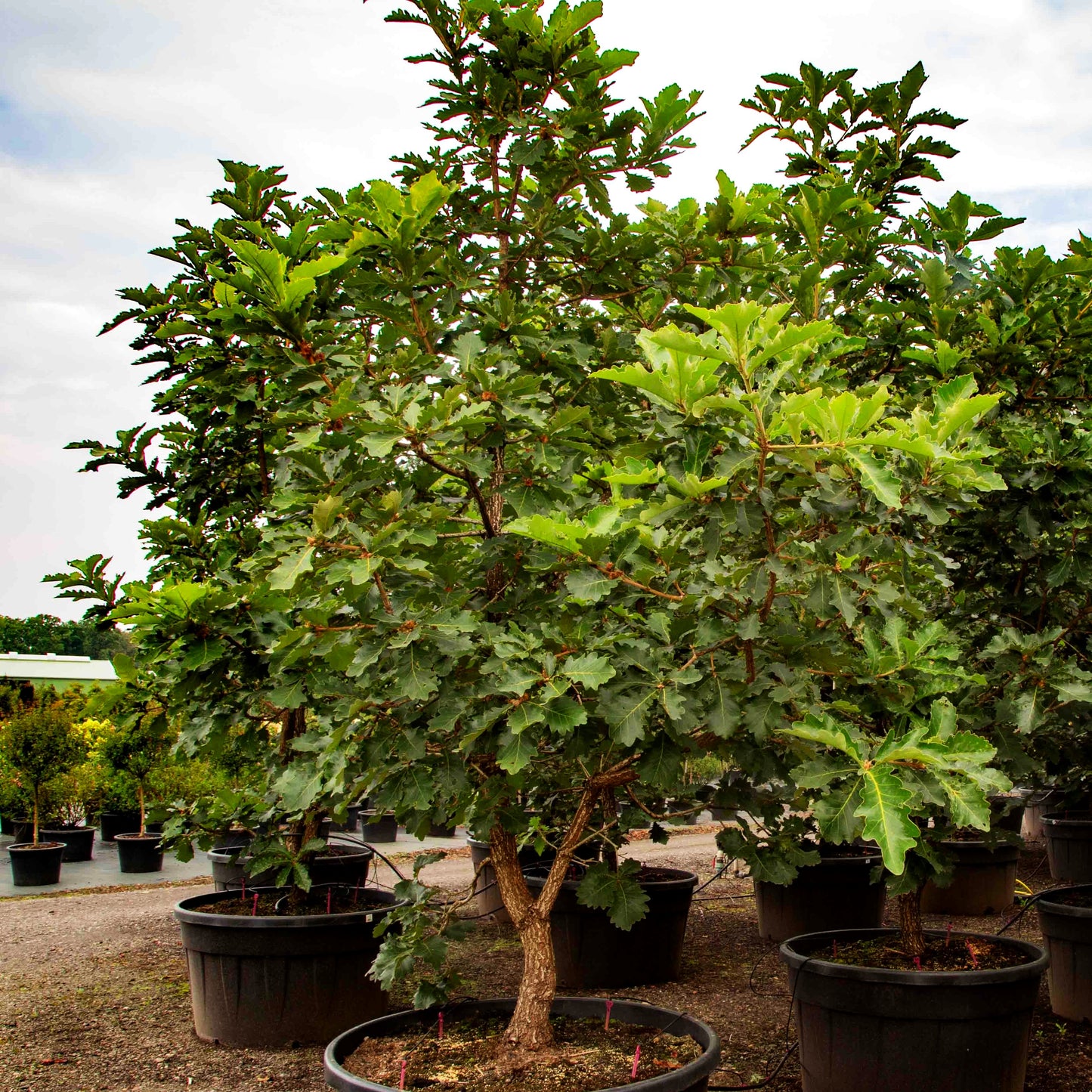 Japanische Kaiser-Eiche 'Carl Ferris Miller' (Quercus dentata)