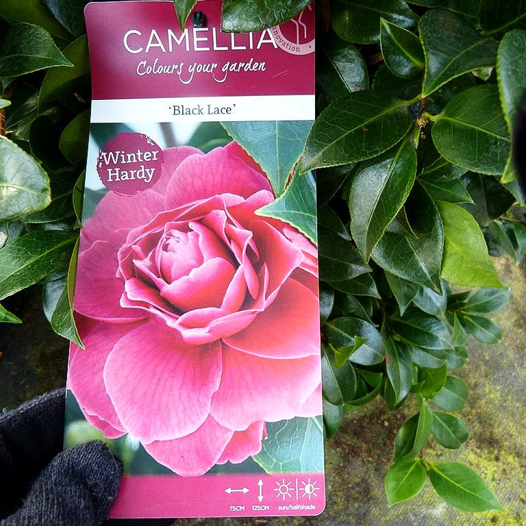 Japanische Kamelie 'Black Lace' (Camellia japonica)