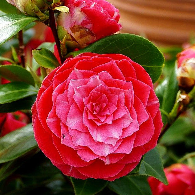 Japanische Kamelie 'Bonomiana' (Camellia japonica)