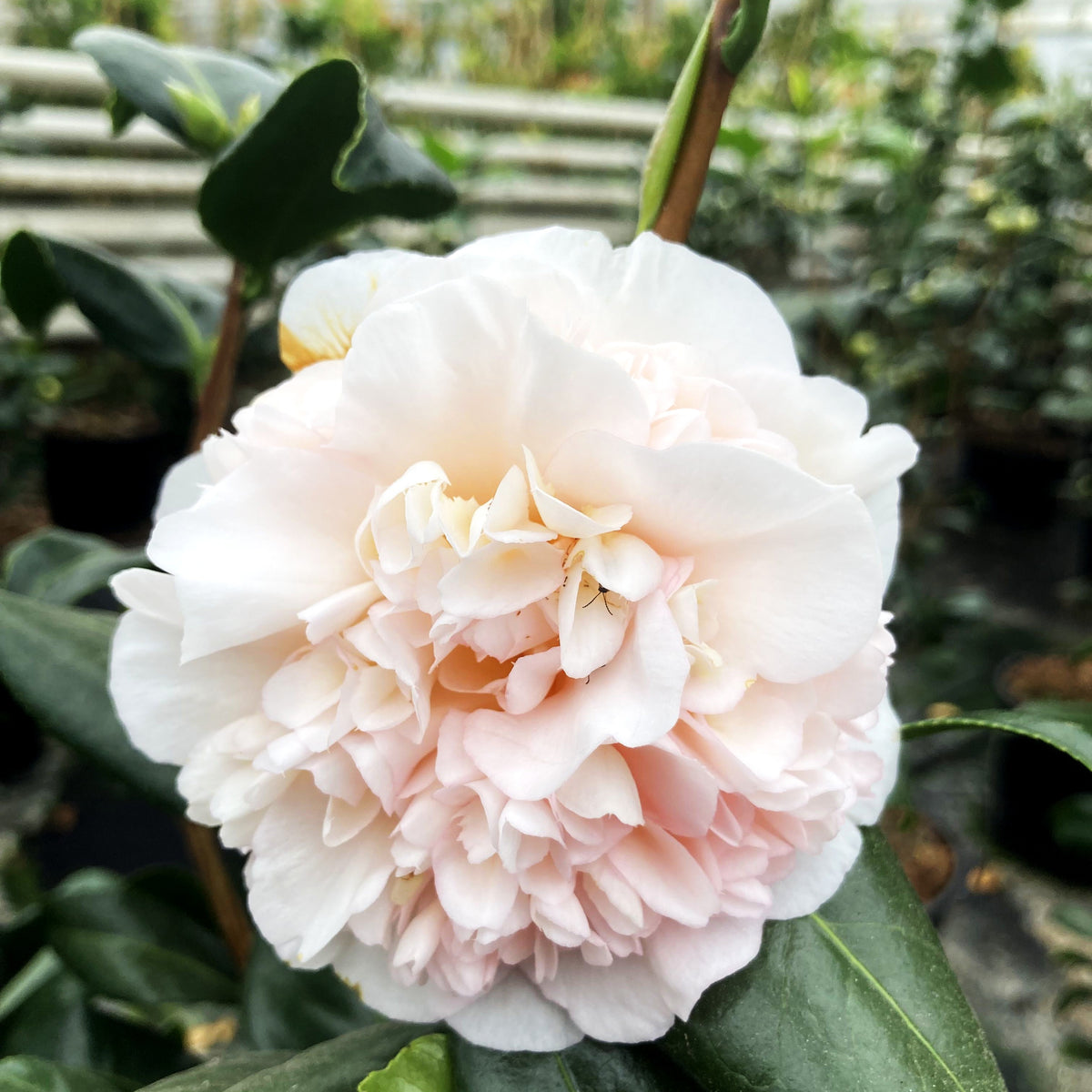 Japanische Kamelie 'Brushfield's Yellow' (Camellia japonica)