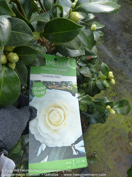Japanische Kamelie 'Centifolia Alba' (Camellia japonica)