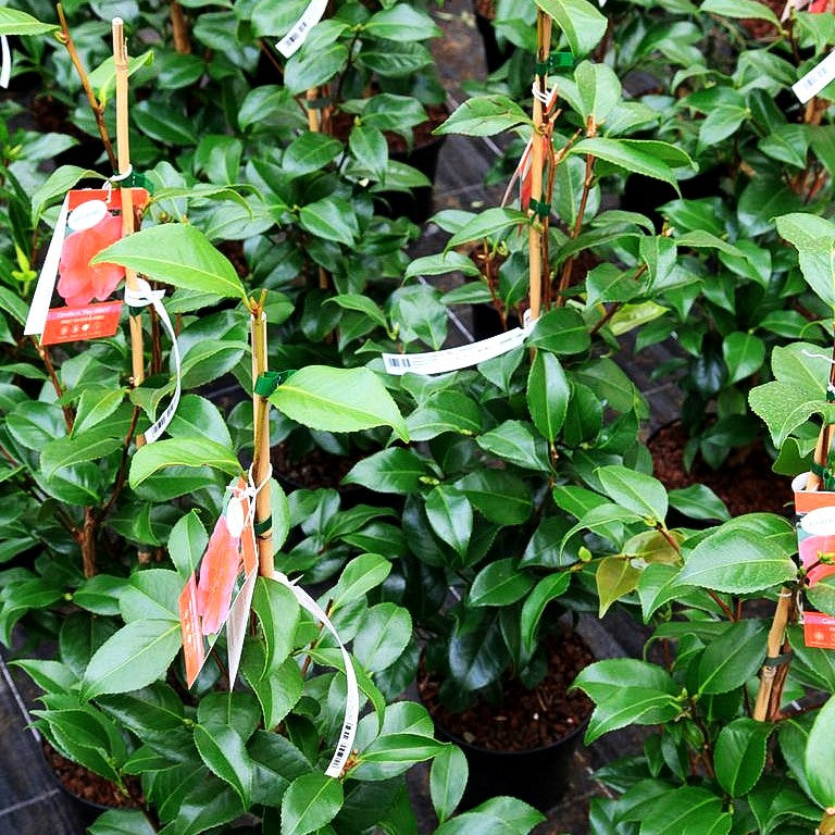 Japanische Kamelie 'Mary Williams' (Camellia reticulata)