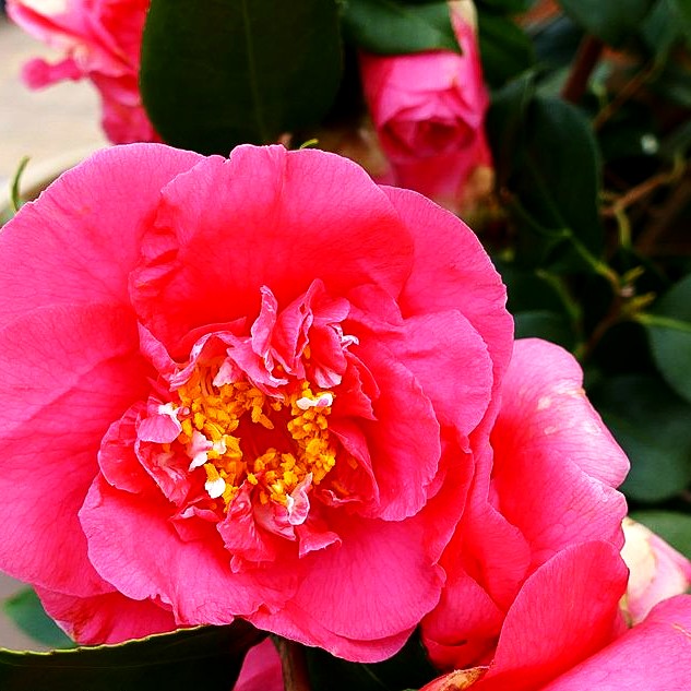 Japanische Kamelie 'R.L. Wheeler' (Camellia japonica)