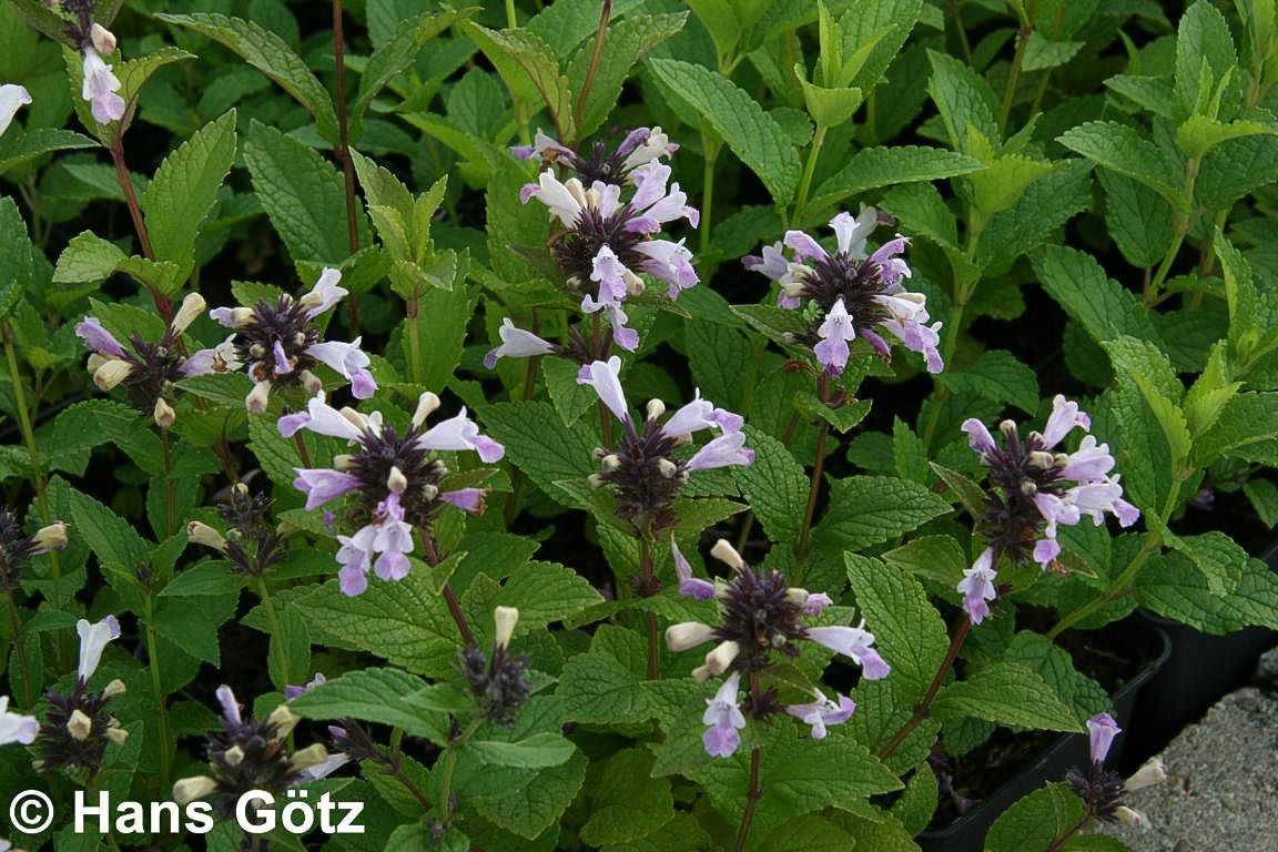 Japanische Katzenminze 'Pink Dreams' (Nepeta subsessilis)