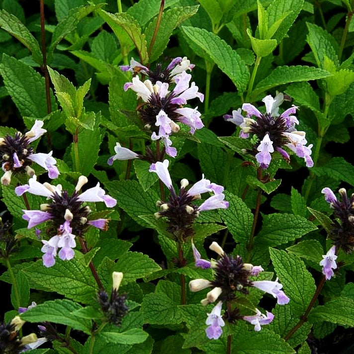 Japanische Katzenminze 'Pink Dreams' (Nepeta subsessilis)