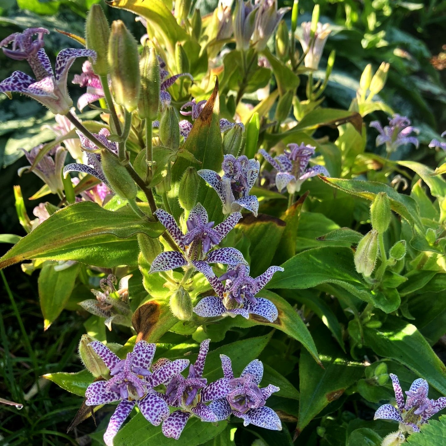 Japanische Krötenlilie (Tricyrtis hirta)