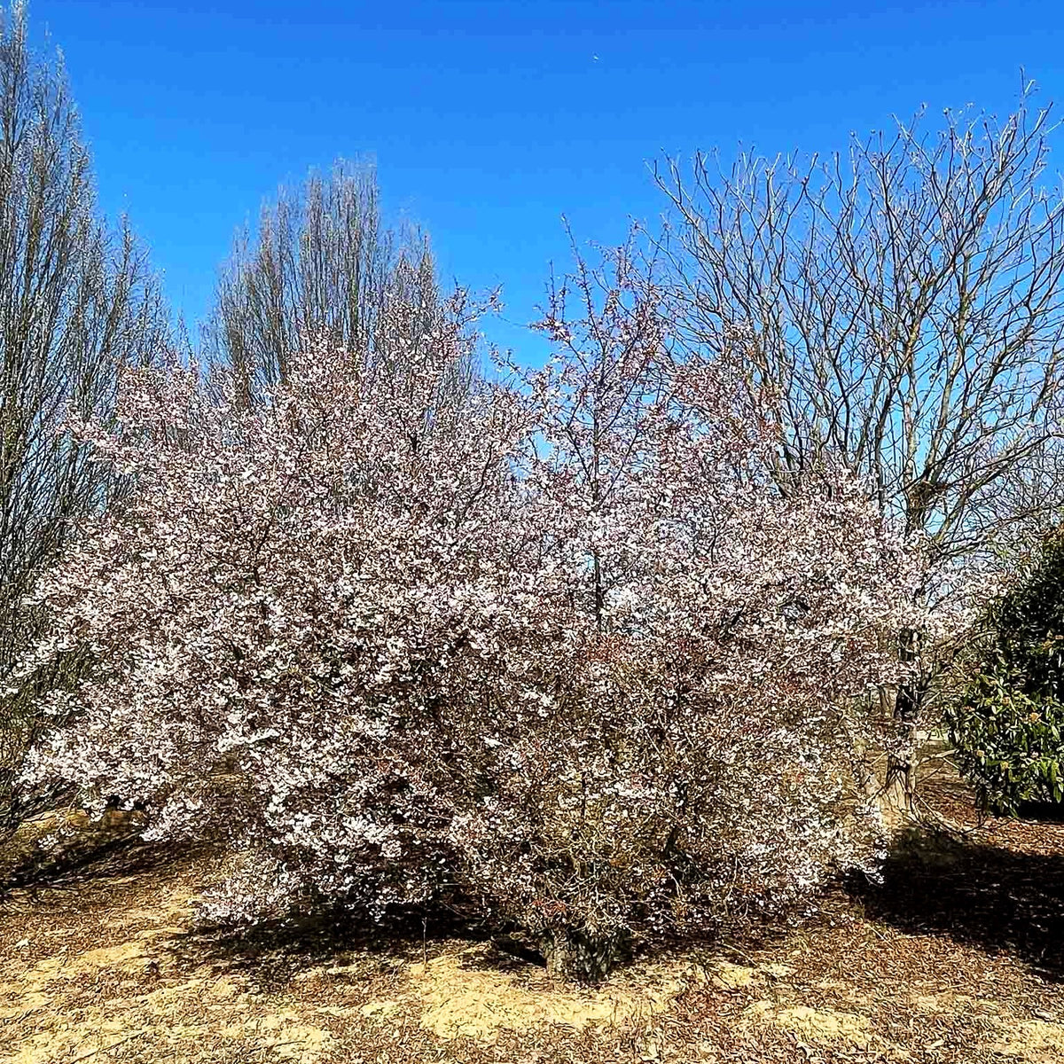 Japanische Maien-Kirsche (Prunus x yedoensis)