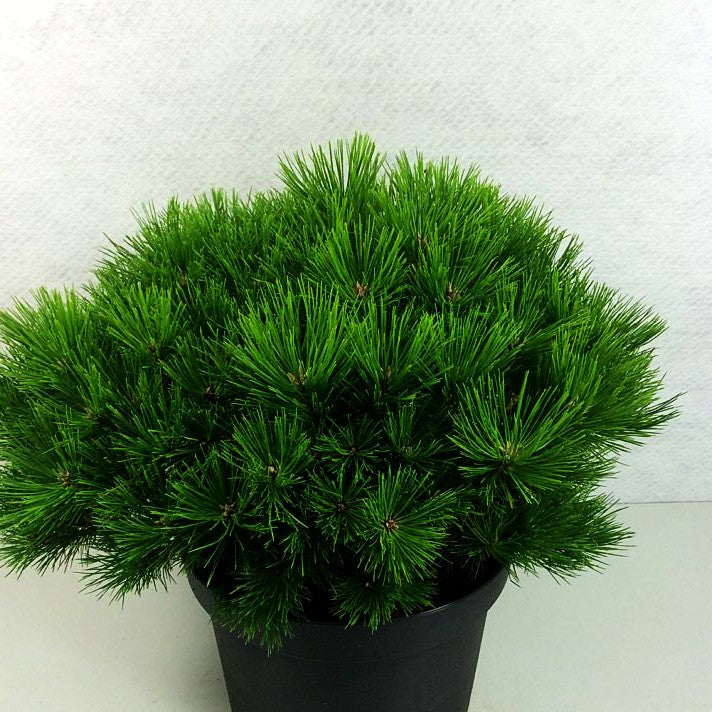 Japanische Rot-Kiefer 'Low Glow' (Pinus densiflora)