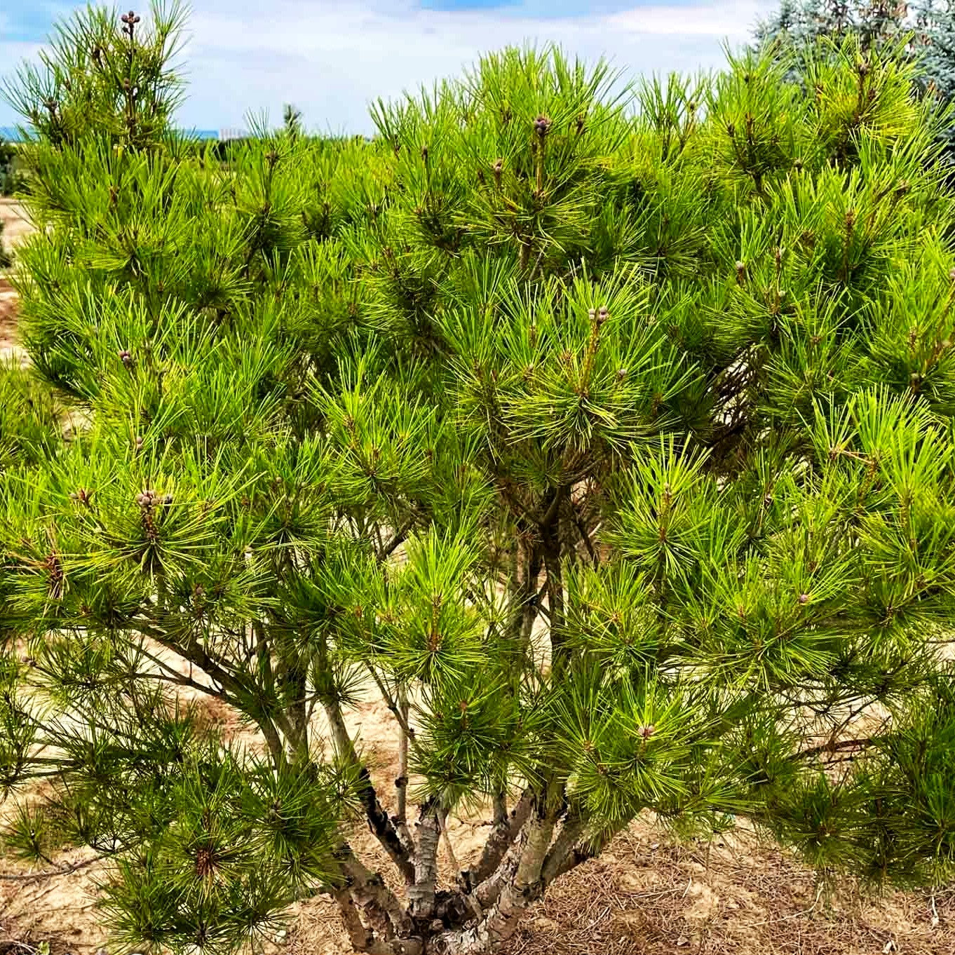 Japanische Rot-Kiefer 'Tamoyosho Compacta' (Pinus densiflora)