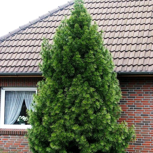 Japanische Schirmtanne (Sciadopitys verticillata)