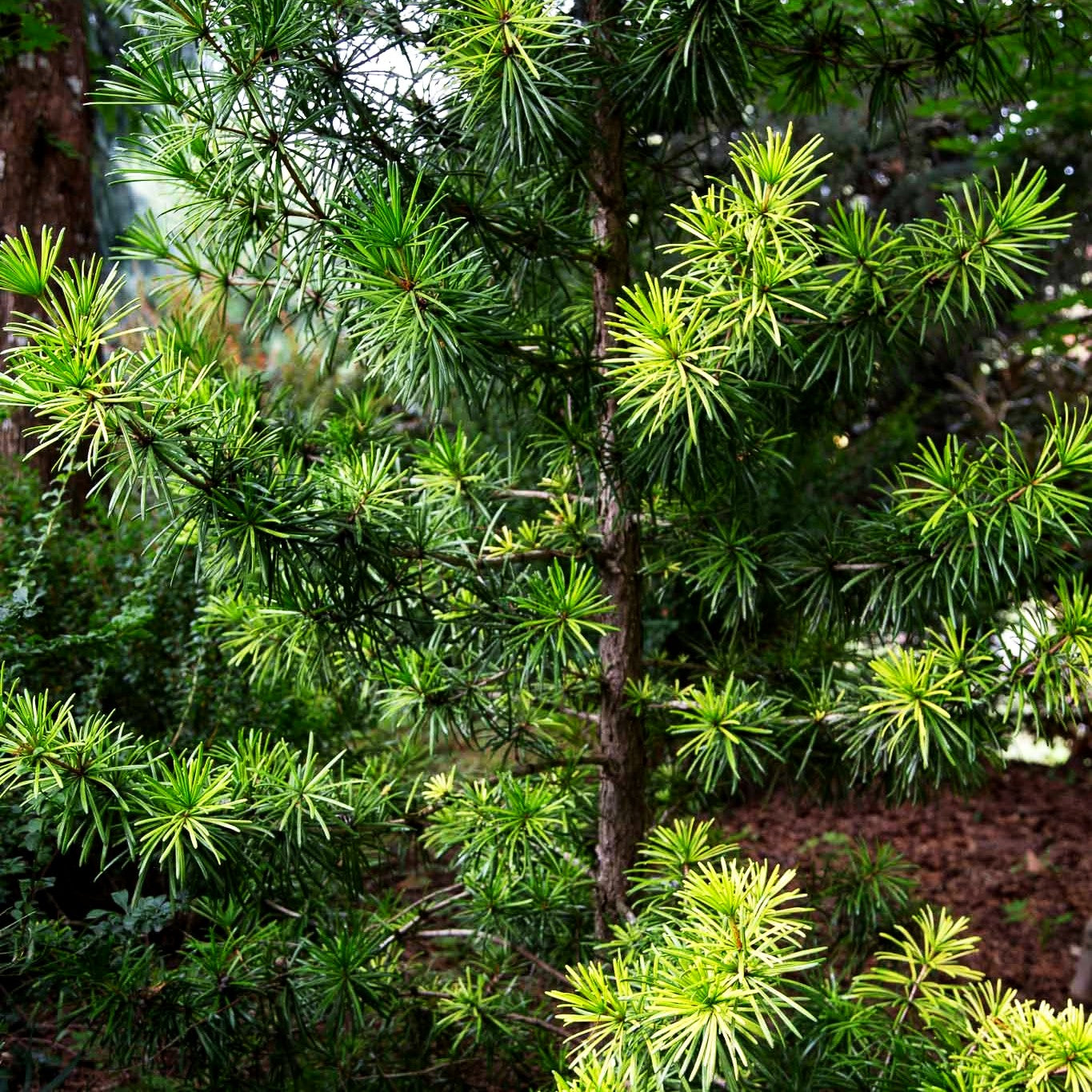 Japanische Schirmtanne 'Sternschnuppe' (Sciadopitys verticillata)
