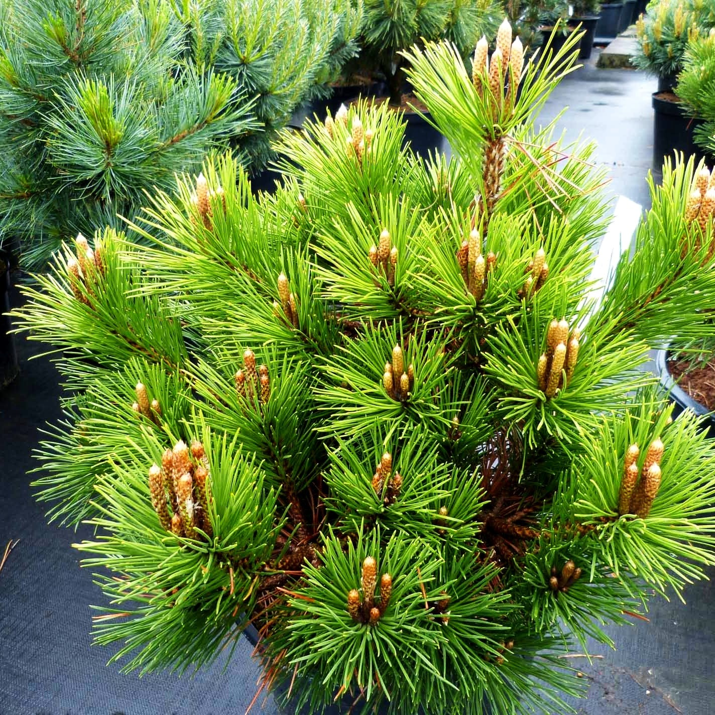 Japanische Schwarz-Kiefer 'Maijima' (Pinus thunbergii)
