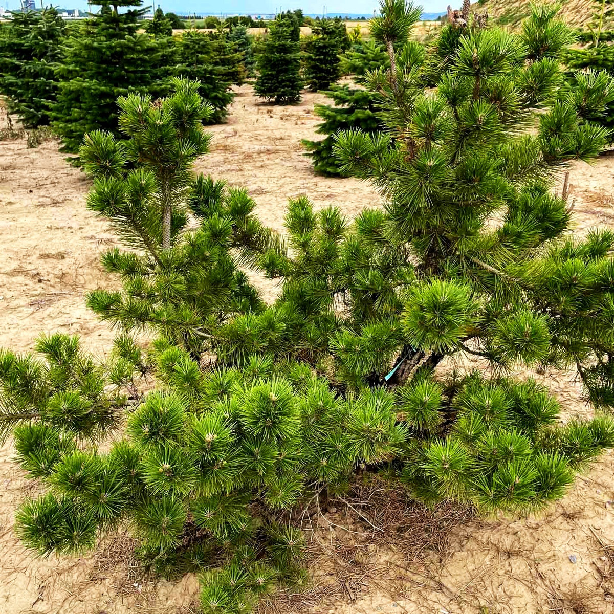 Japanische Schwarz-Kiefer 'Sayonara' (Pinus thunbergii)