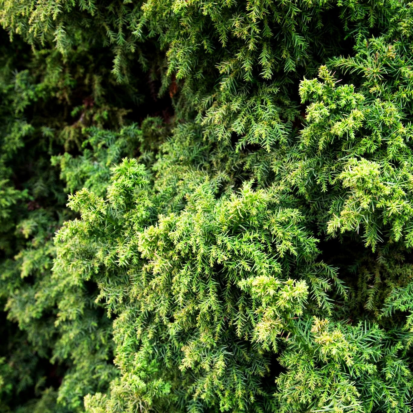 Japanische Sicheltanne 'Jindai-sugi' (Cryptomeria japonica)