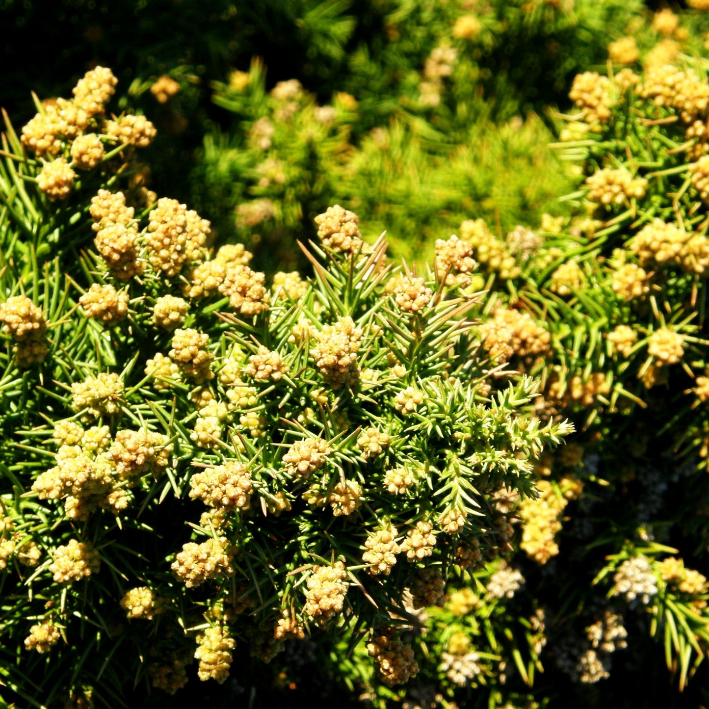 Japanische Sicheltanne 'Monstrosa Nana' (Cryptomeria japonica)
