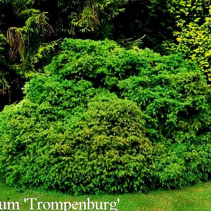 Japanische Sicheltanne 'Monstrosa Nana' (Cryptomeria japonica)
