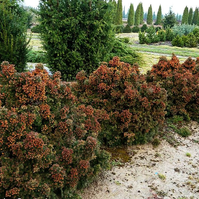 Japanische Sicheltanne 'Monstrosa Nana' (Cryptomeria japonica)