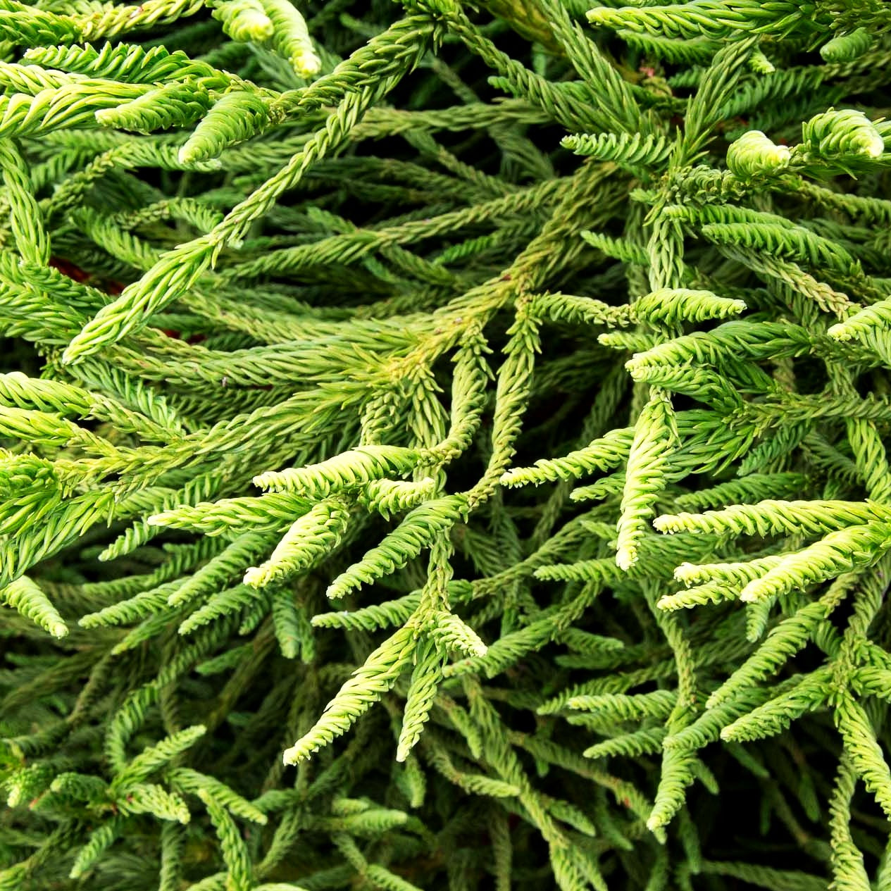 Japanische Sicheltanne 'Spiralis' (Cryptomeria japonica)