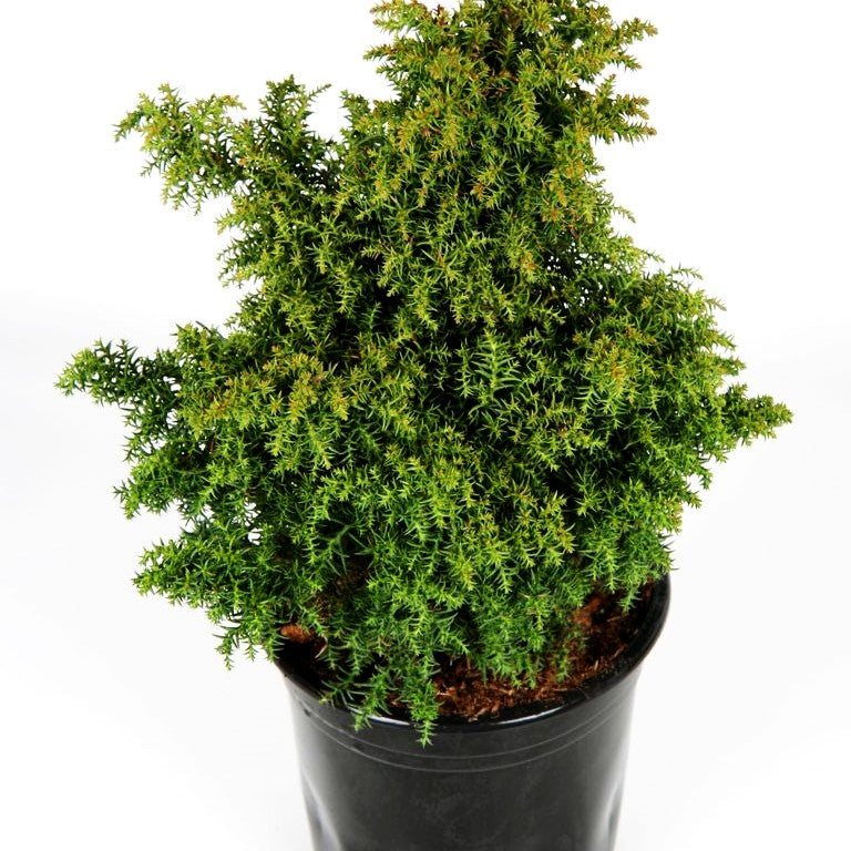Japanische Sicheltanne 'Yokohama' (Cryptomeria japonica)