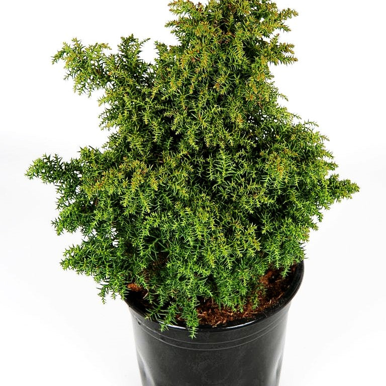 Japanische Sicheltanne 'Yokohama' (Cryptomeria japonica)