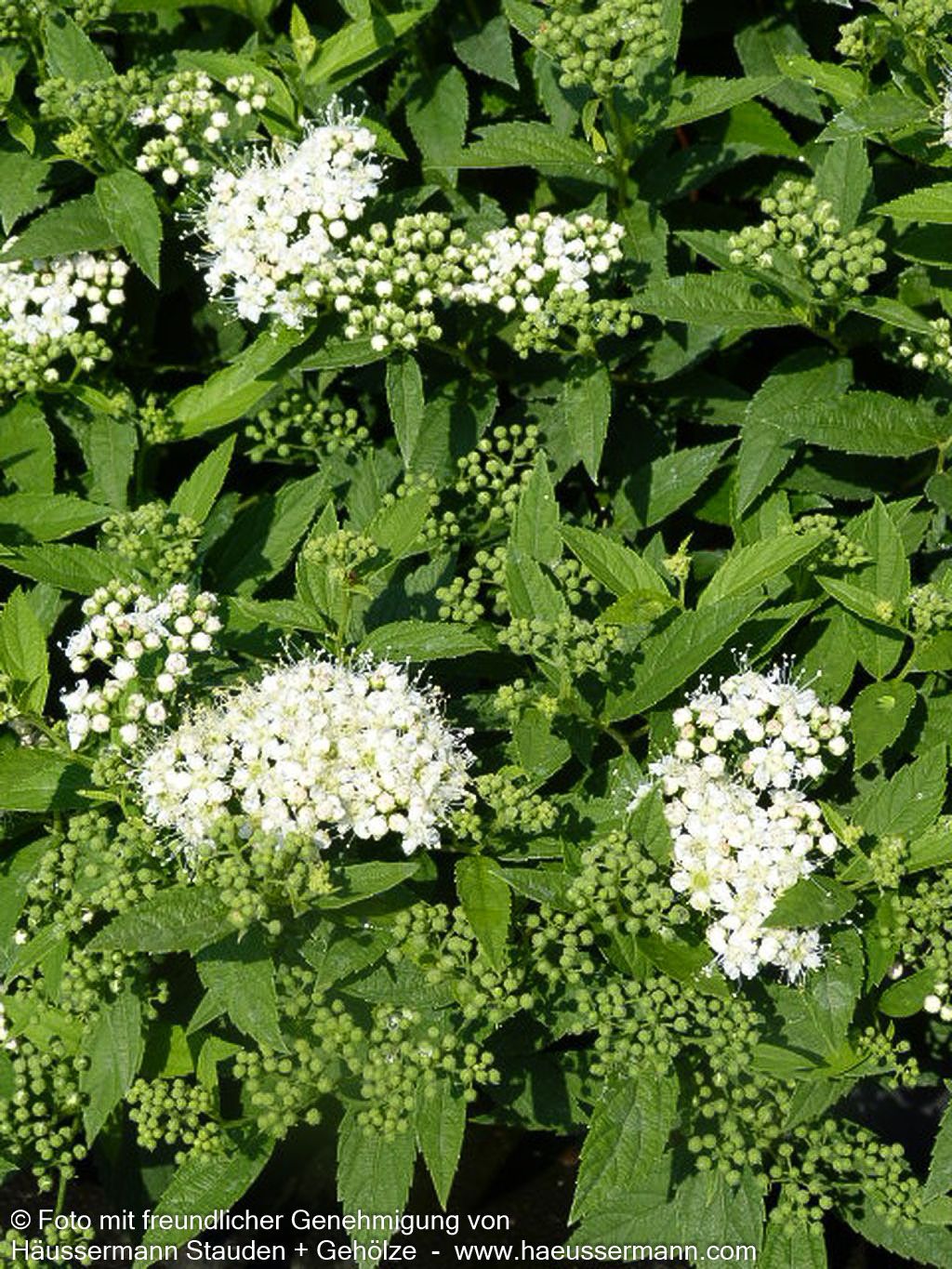 Japanische Sommer-Spiere 'Albiflora' (Spiraea japonica)