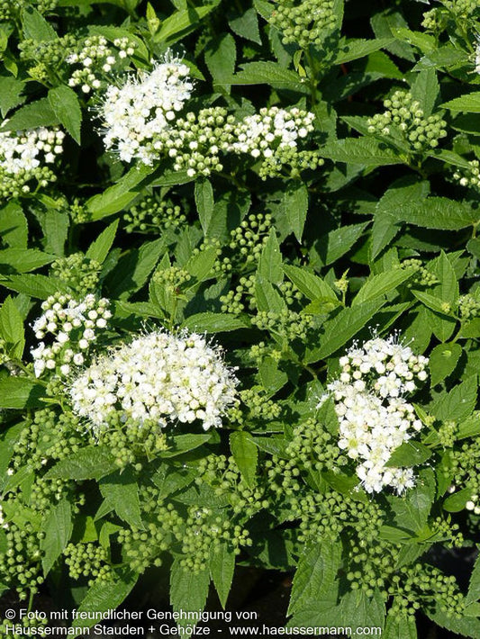 Japanische Sommer-Spiere 'Albiflora' (Spiraea japonica)