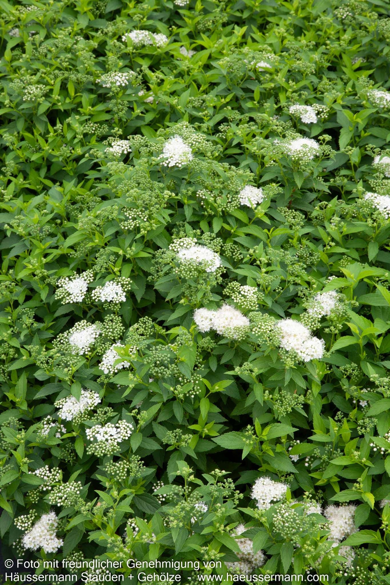 Japanische Sommer-Spiere 'Albiflora' (Spiraea japonica)