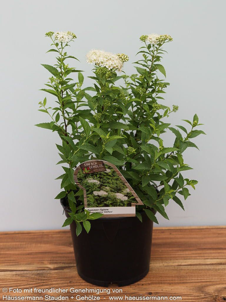 Japanische Sommer-Spiere 'Albiflora' (Spiraea japonica)