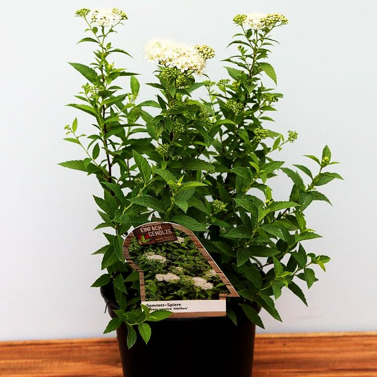 Japanische Sommer-Spiere 'Albiflora' (Spiraea japonica)