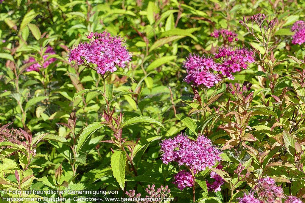 Japanische Sommer-Spiere 'Anthony Waterer' (Spiraea japonica)