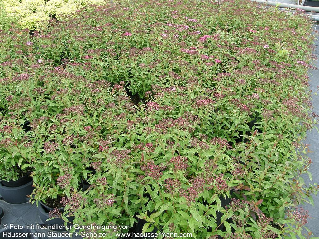 Japanische Sommer-Spiere 'Anthony Waterer' (Spiraea japonica)