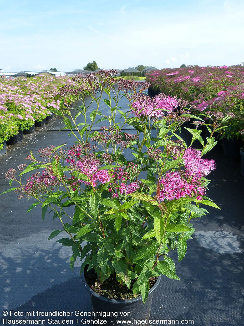Japanische Sommer-Spiere 'Dart's Red' (Spiraea japonica)