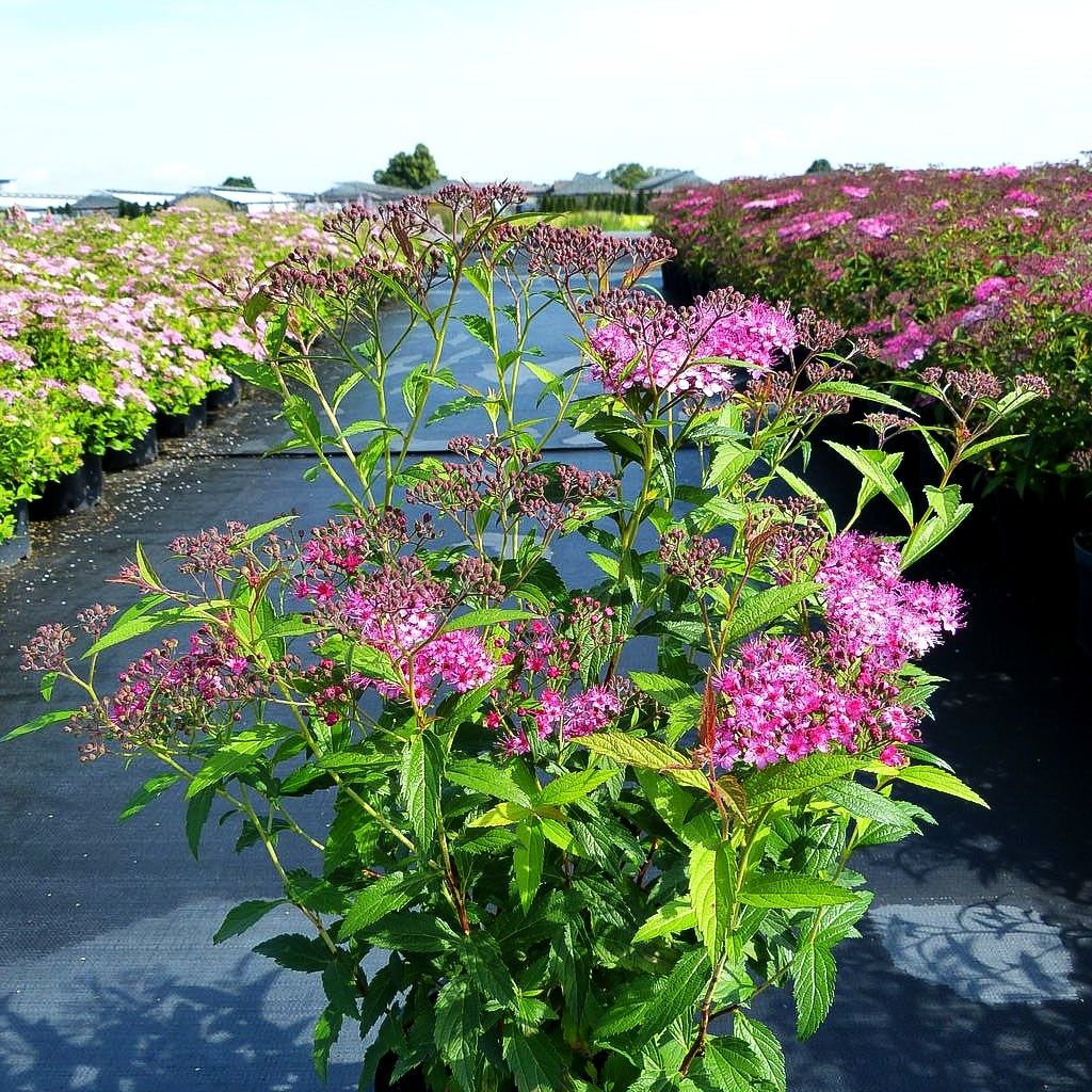 Japanische Sommer-Spiere 'Dart's Red' (Spiraea japonica)