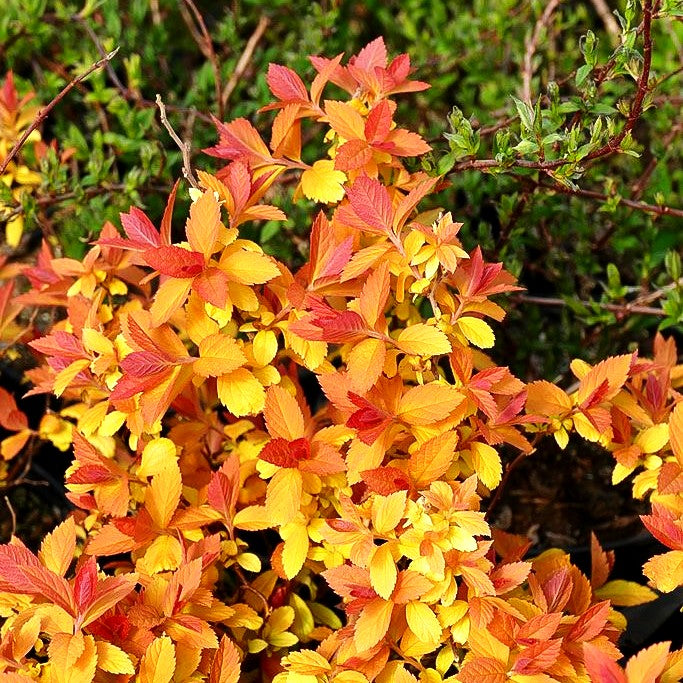 Japanische Sommer-Spiere 'Double Play Big Bang' (Spiraea jap.)