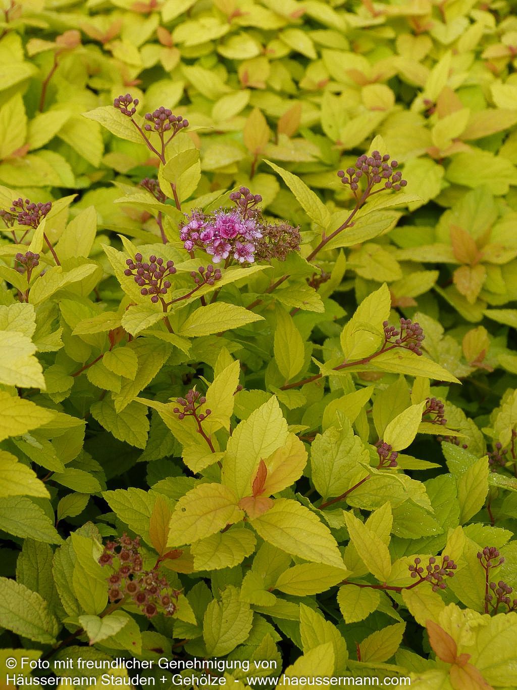 Japanische Sommer-Spiere 'Golden Princess' (Spiraea japonica)
