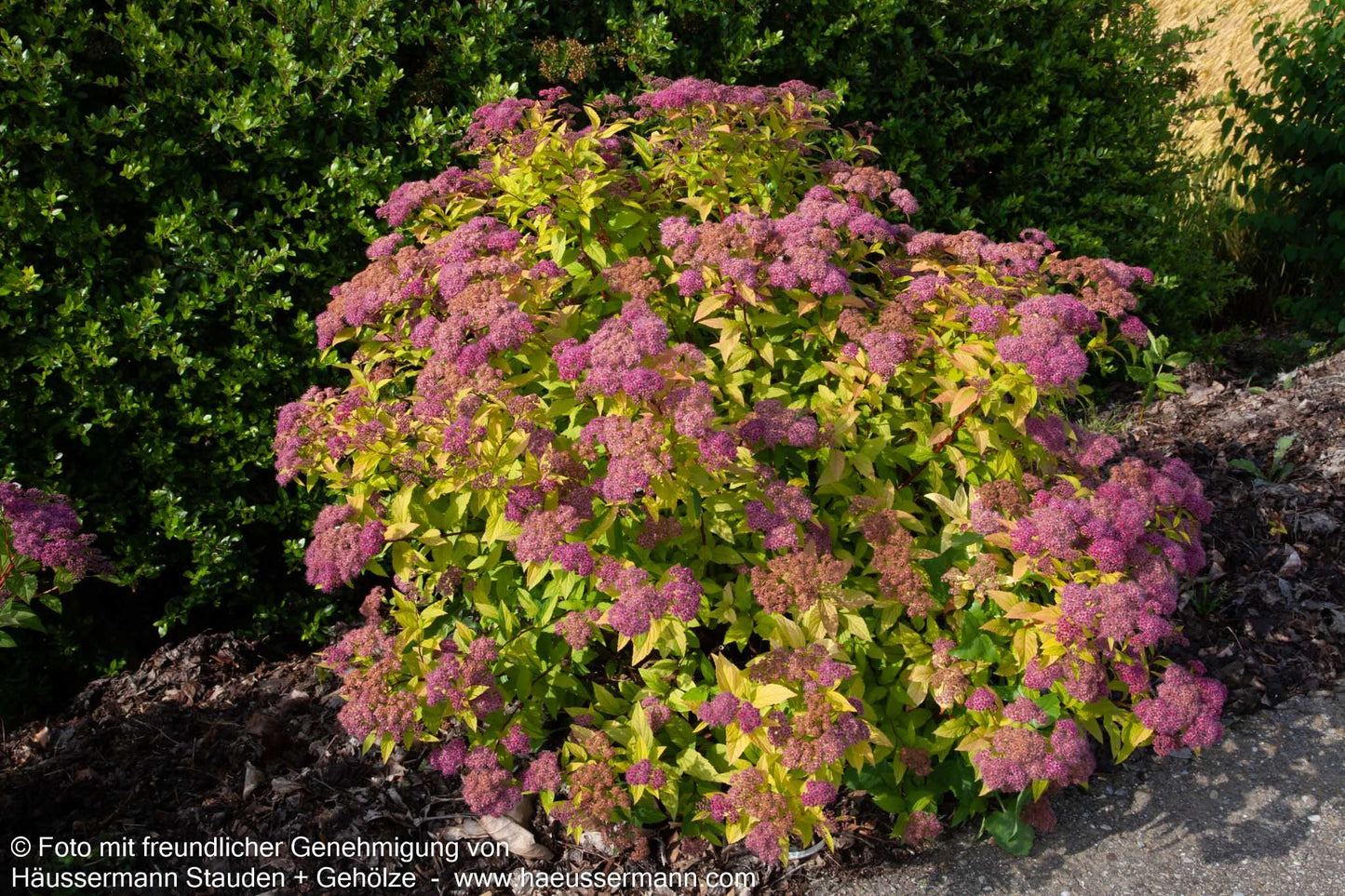 Japanische Sommer-Spiere 'Golden Princess' (Spiraea japonica)