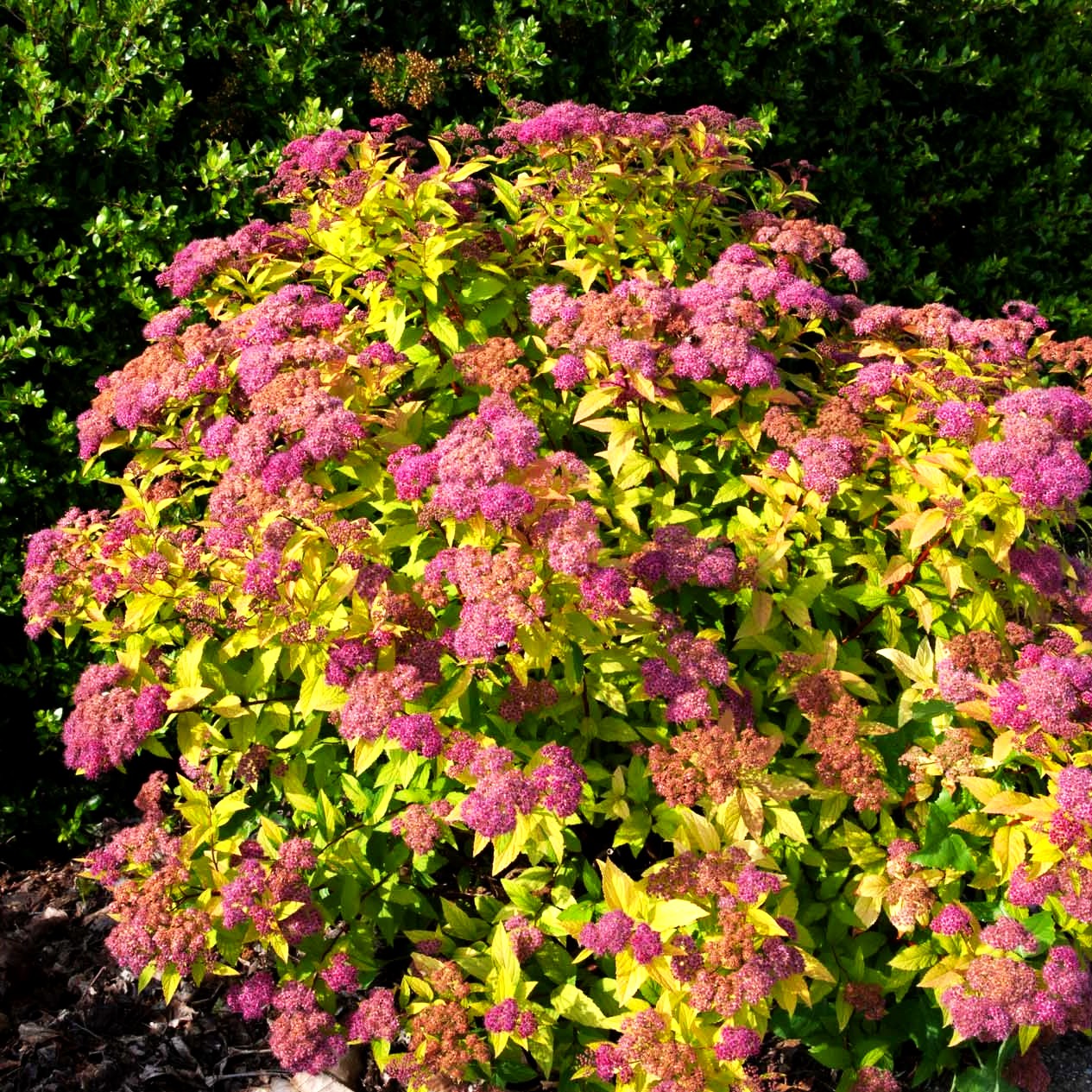 Japanische Sommer-Spiere 'Golden Princess' (Spiraea japonica)