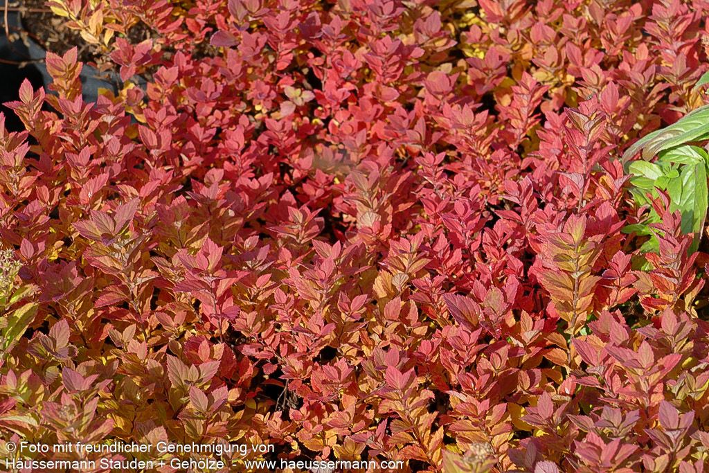 Japanische Sommer-Spiere 'Little Princess' (Spiraea japonica)