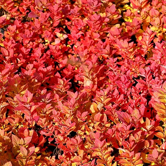 Japanische Sommer-Spiere 'Little Princess' (Spiraea japonica)