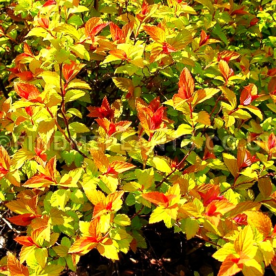 Japanische Sommer-Spiere 'Magic Carpet' (Spiraea japonica)