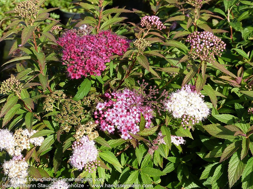 Japanische Sommer-Spiere 'Shirobana' (Spiraea japonica)