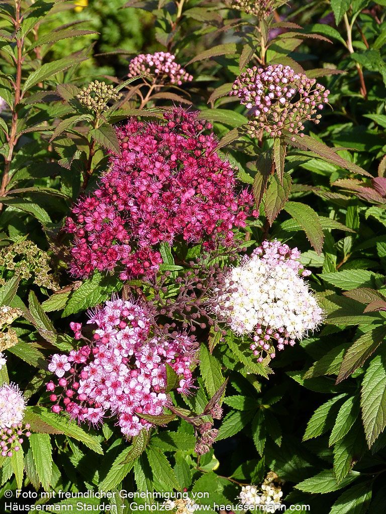 Japanische Sommer-Spiere 'Shirobana' (Spiraea japonica)