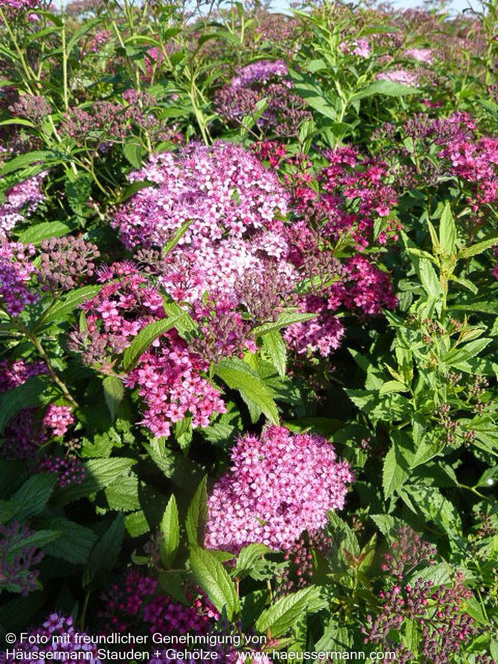 Japanische Sommer-Spiere 'Shirobana' (Spiraea japonica)