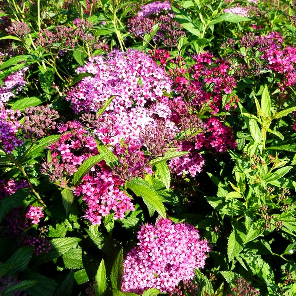 Japanische Sommer-Spiere 'Shirobana' (Spiraea japonica)