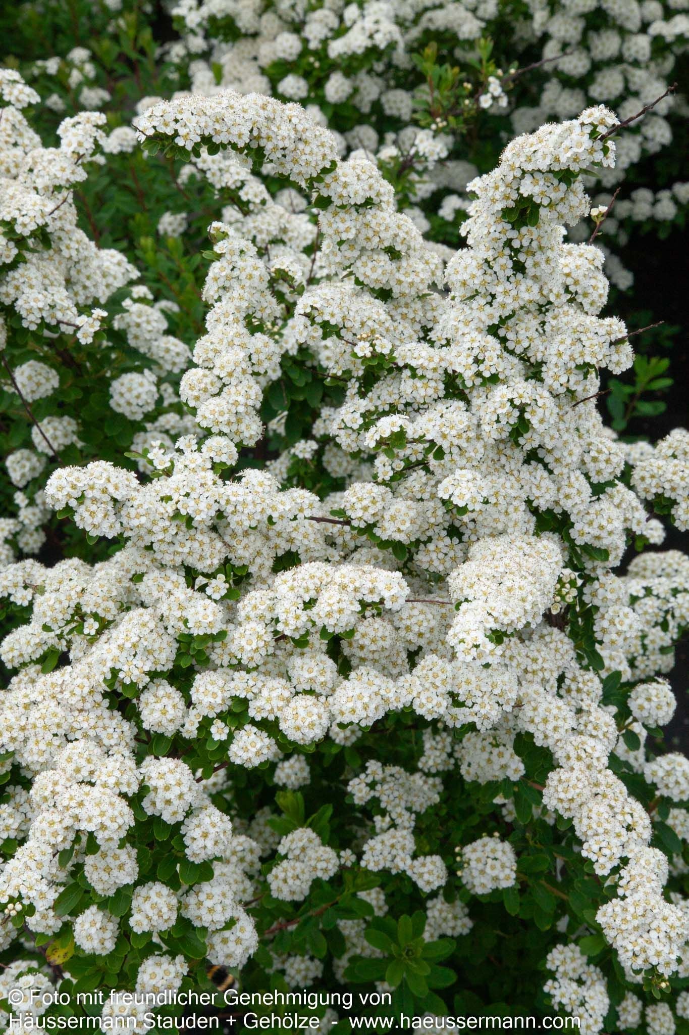 Japanische Strauch-Spiere 'Snowmound' (Spiraea nipponica)